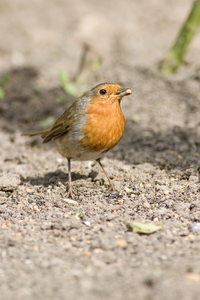 European Robin