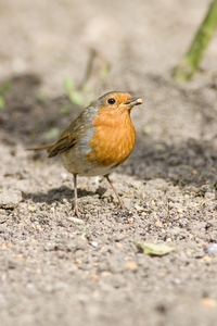 European Robin