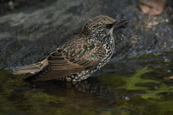 European Starling