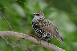 European Starling