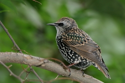 European Starling