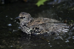 European Starling