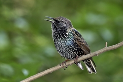 European Starling