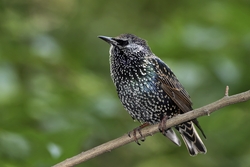 European Starling