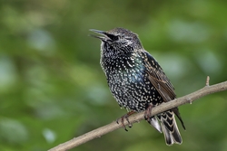 European Starling