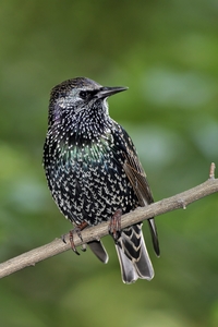 European Starling