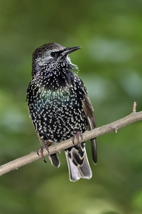 European Starling