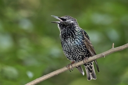 European Starling