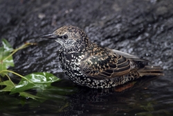 European Starling
