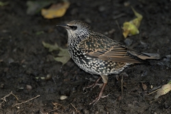 European Starling