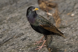 European Starling