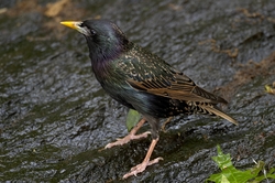 European Starling
