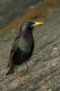 European Starling