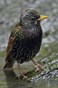 European Starling