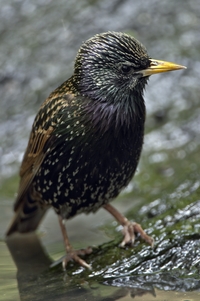 European Starling