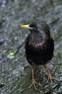 European Starling