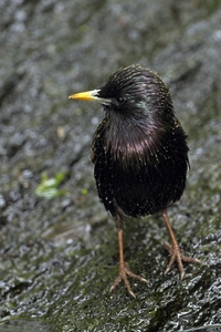European Starling