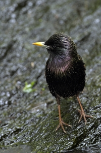 European Starling