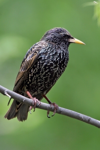 European Starling