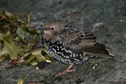European Starling