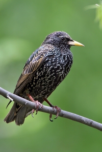 European Starling