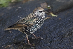 European Starling