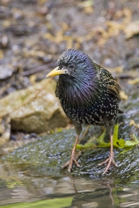 European Starling