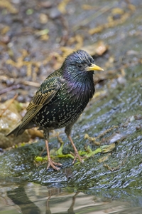 European Starling