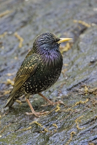European Starling