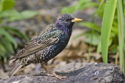 European Starling