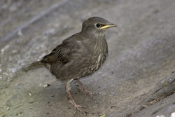 European Starling