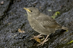 European Starling