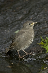 European Starling