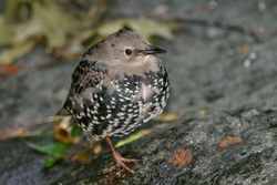 European Starling