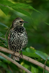 European Starling