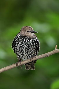European Starling