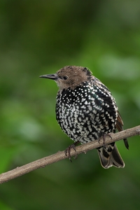 European Starling