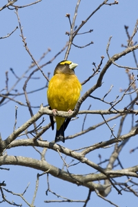 Evening Grosbeak