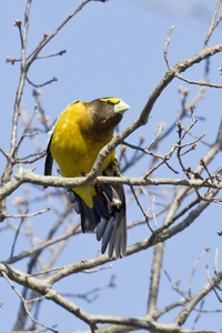 Evening Grosbeak