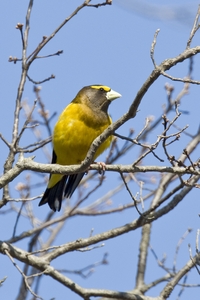 Evening Grosbeak