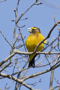 Evening Grosbeak