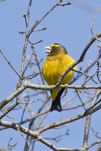 Evening Grosbeak