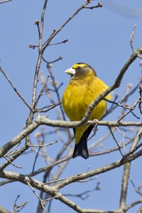 Evening Grosbeak