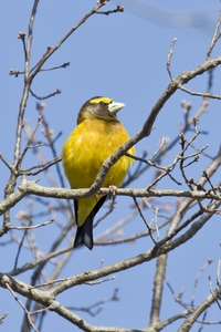 Evening Grosbeak