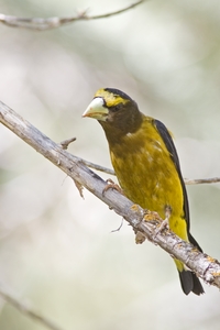 Evening Grosbeak