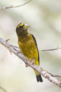 Evening Grosbeak