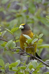 Evening Grosbeak