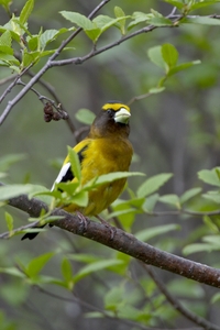 Evening Grosbeak