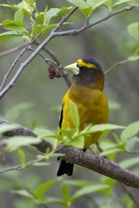 Evening Grosbeak