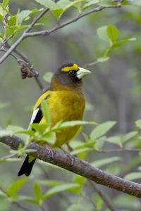 Evening Grosbeak